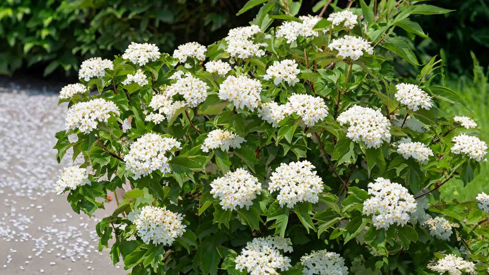 A bush of white flower clusters