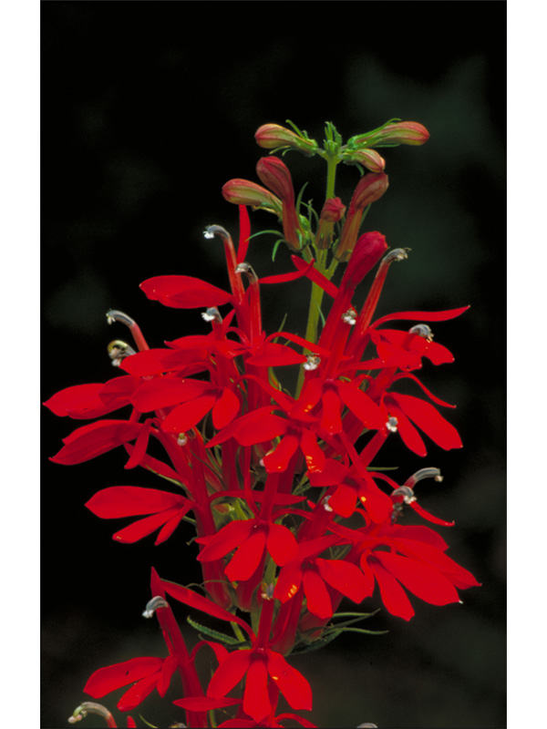 Cardinal Flower