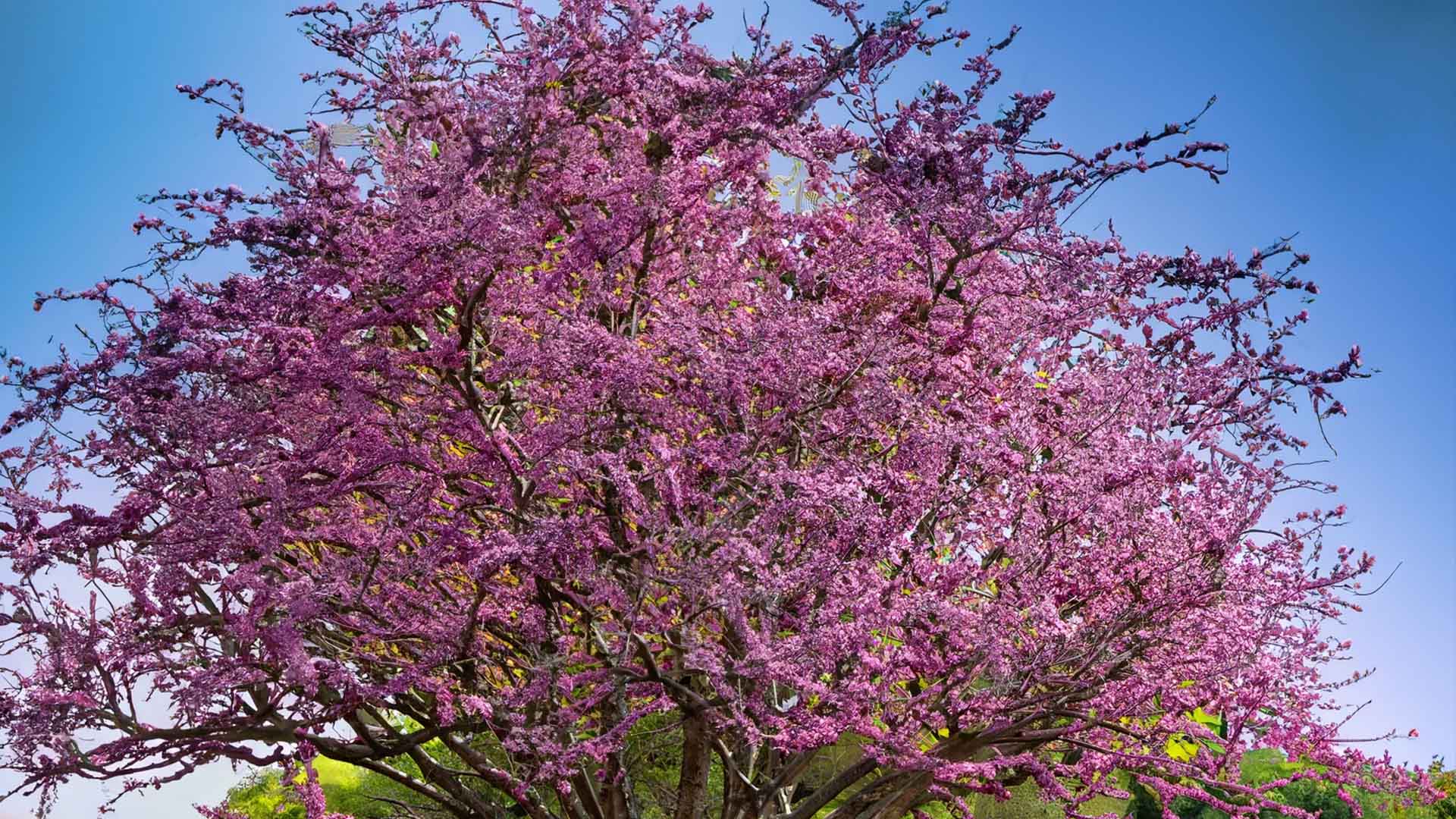 A larger pink tree
