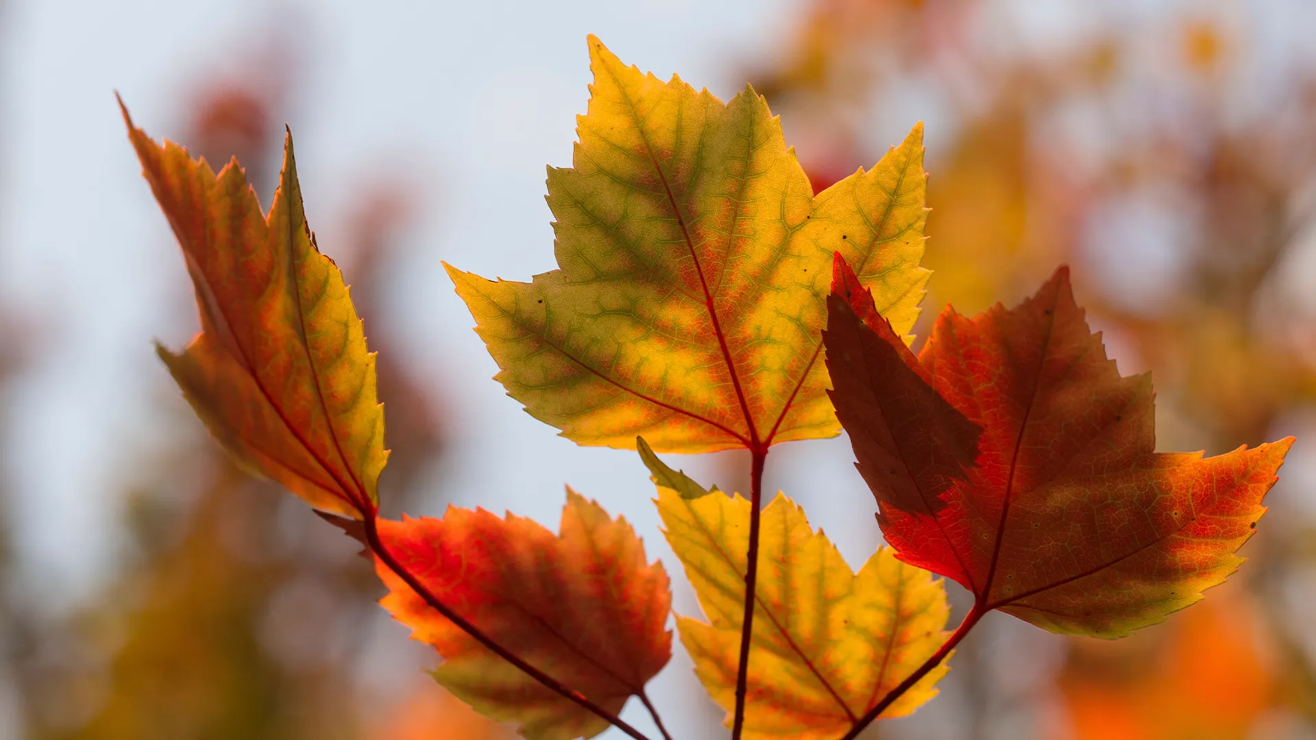 A yard in fall being prepared for winter