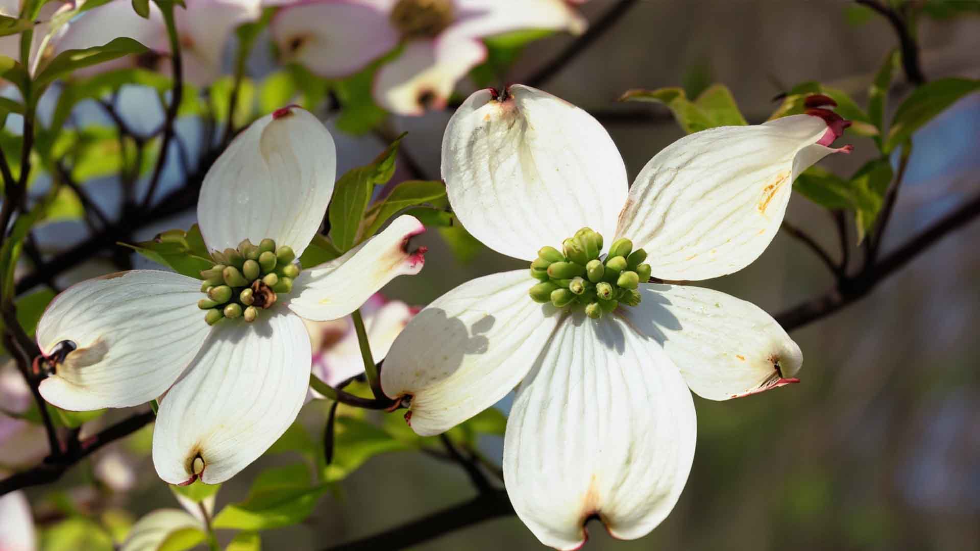 Flowering dogwood flower