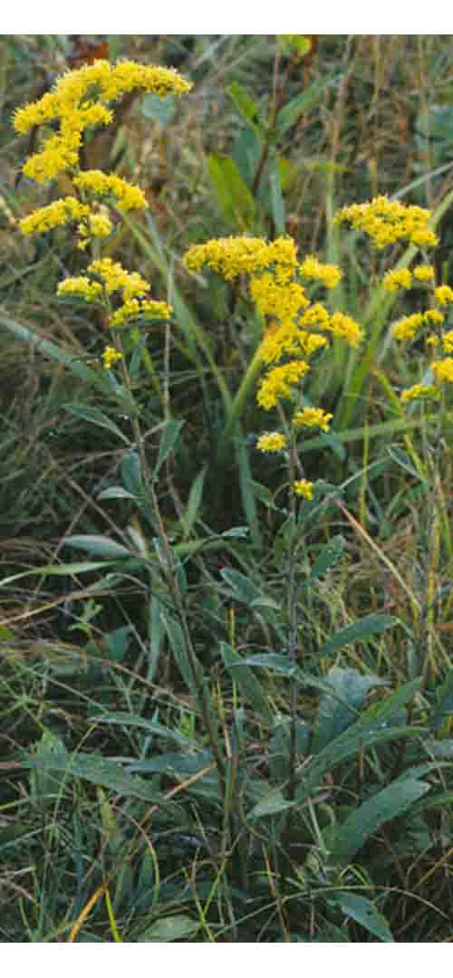 Photo of Goldenrod flowers