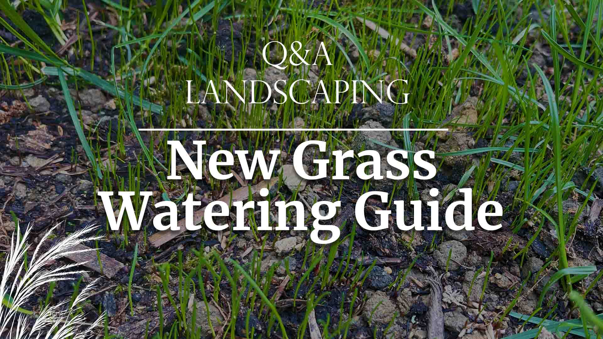 New Grass Watering Guide