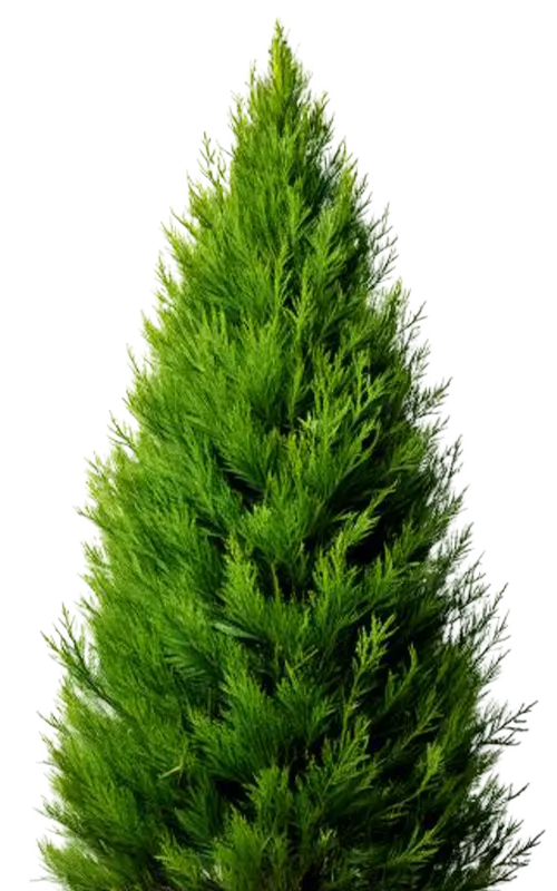 Green Giant arborvitae trees