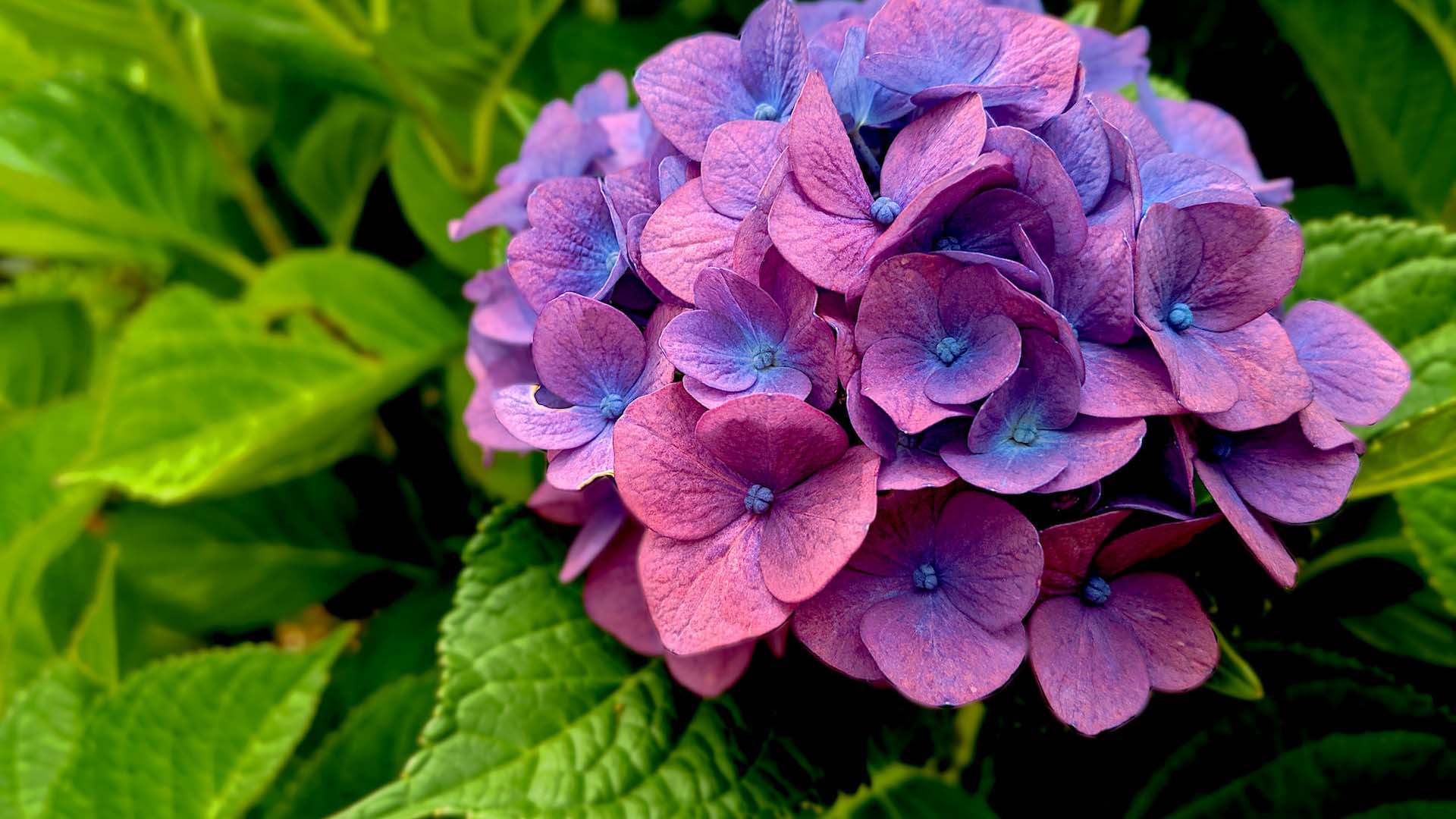 Hydrangea flower cluster