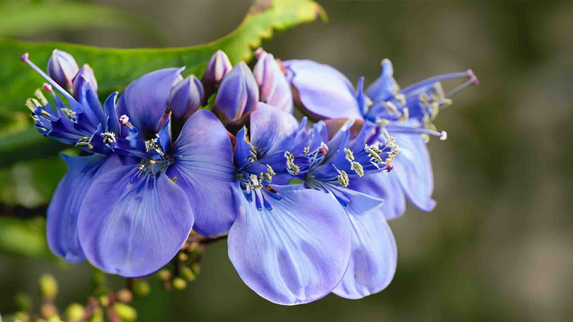 Indigo flowers