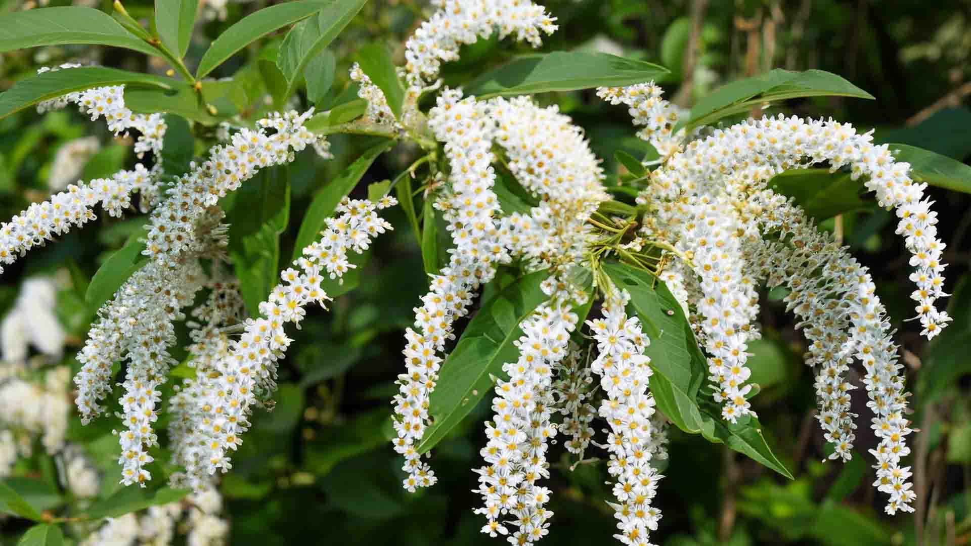 A bush of virginia sweetspire