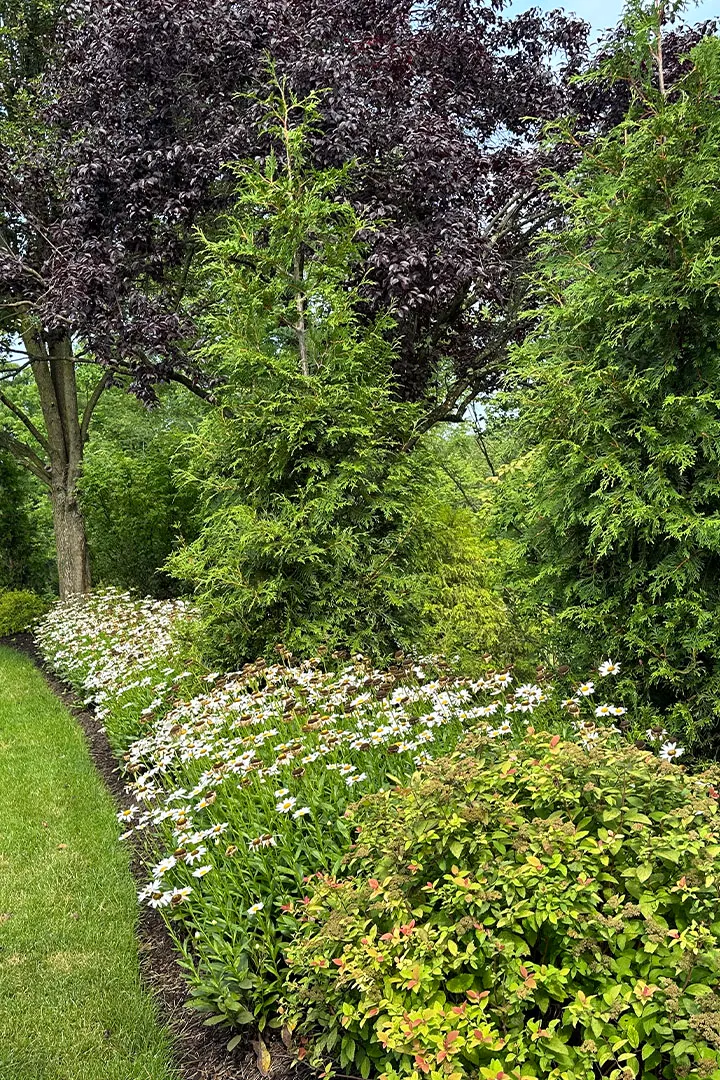 Landscaping plants installed in Pittsburgh yard