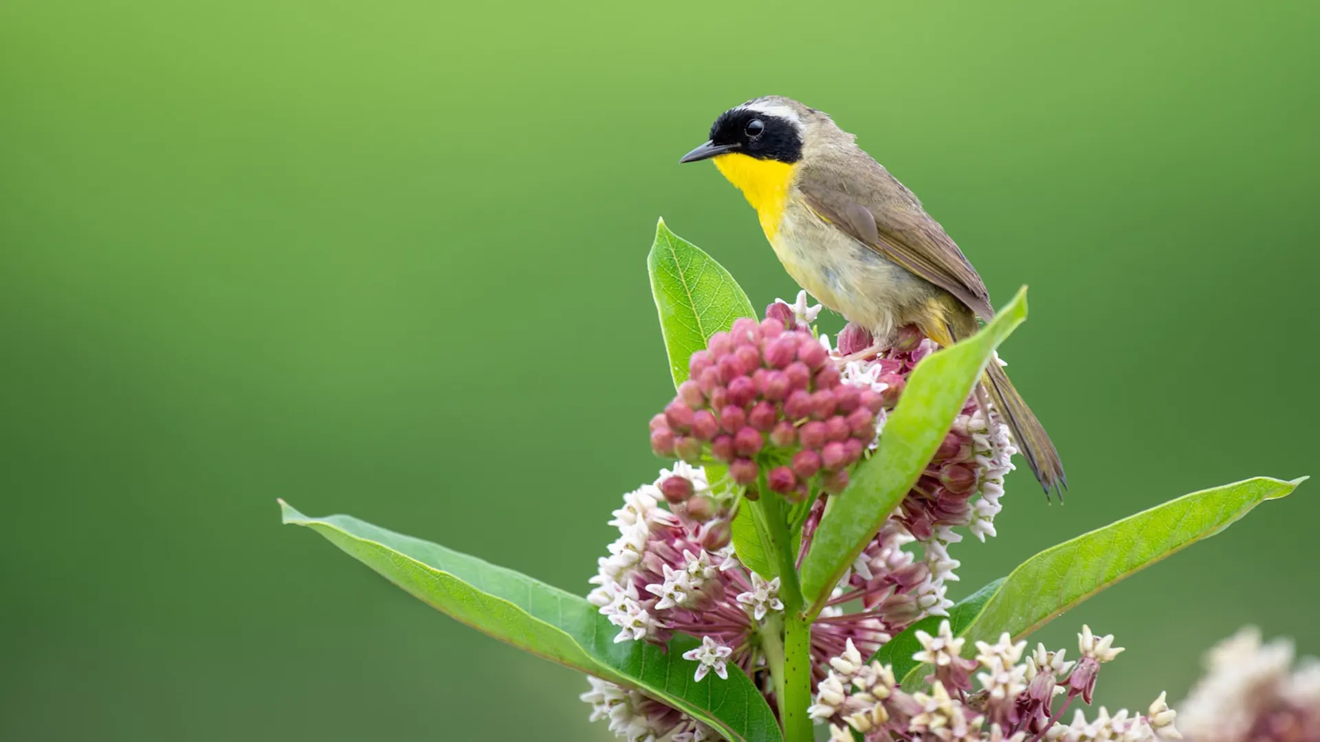 Milkweed plant with a bird perched on it
