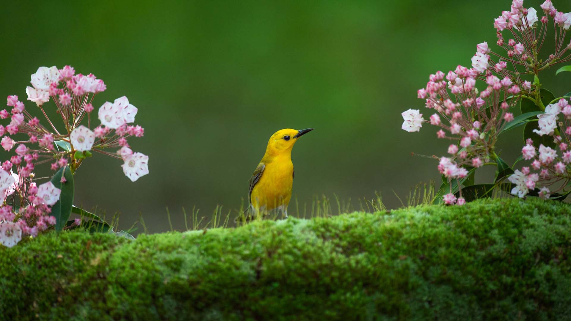 A bird rests between mountain laurel flowers