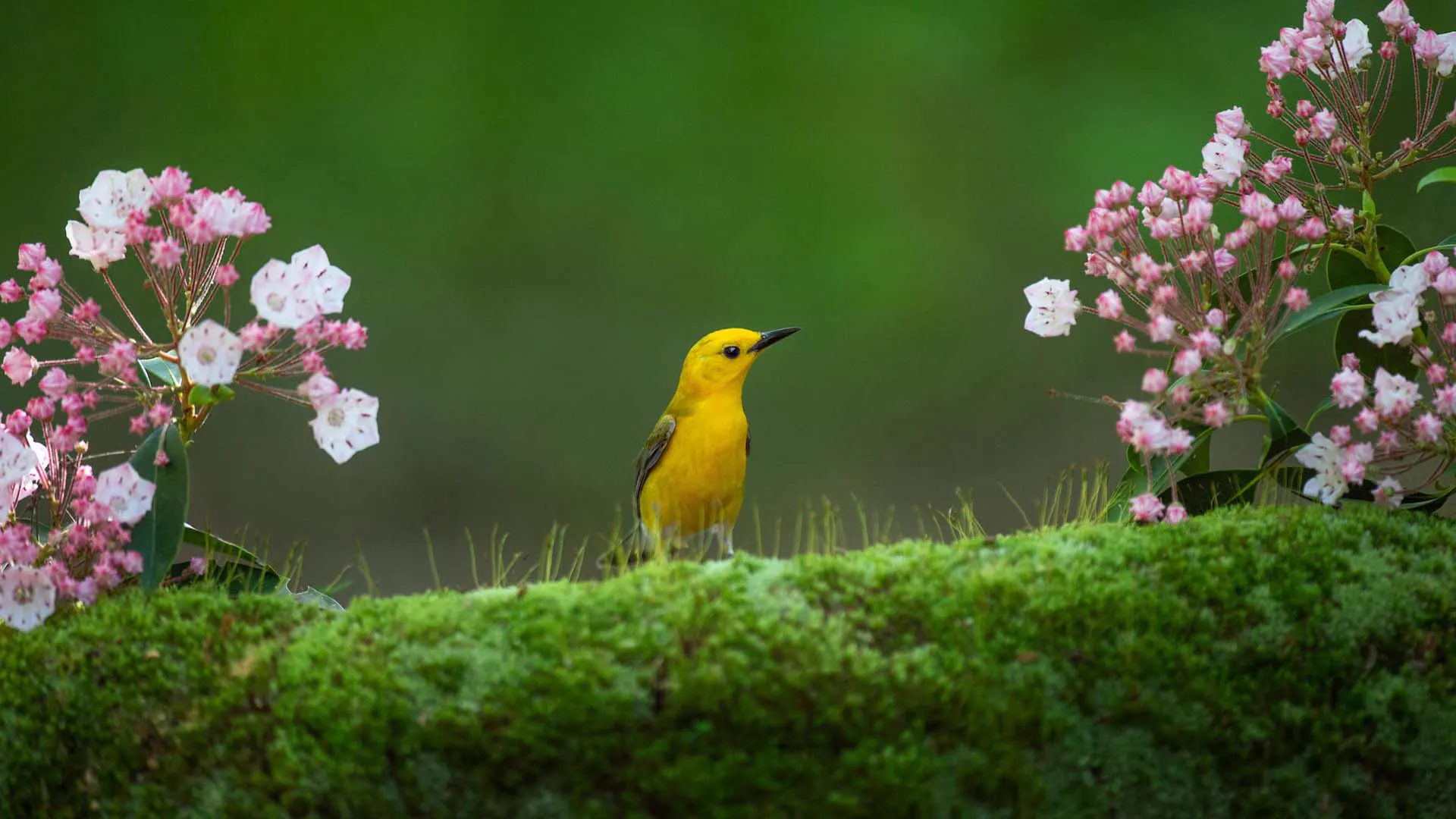A bird rests between mountain laurel flowers