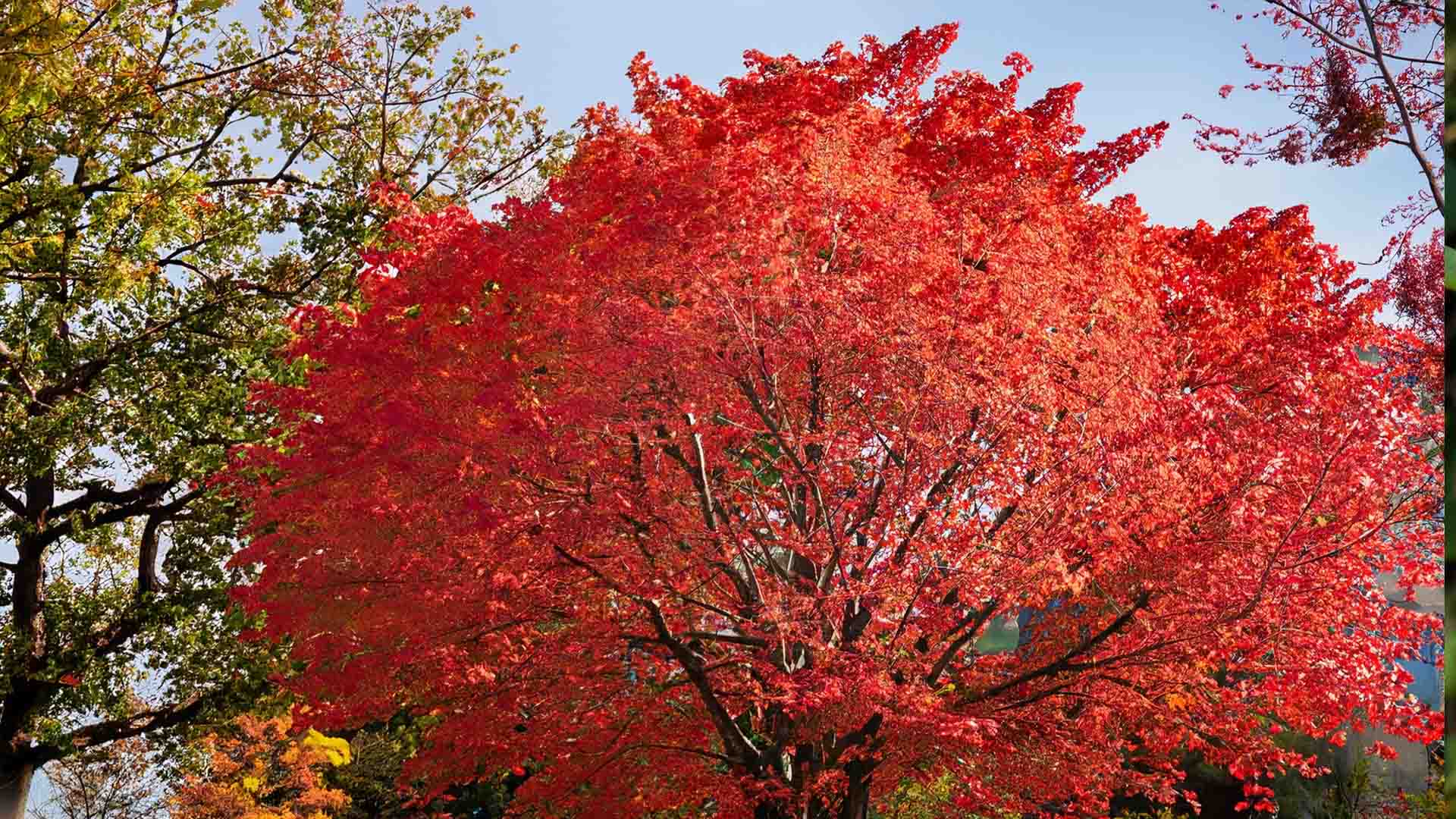 Red maple tree with bright red leaves