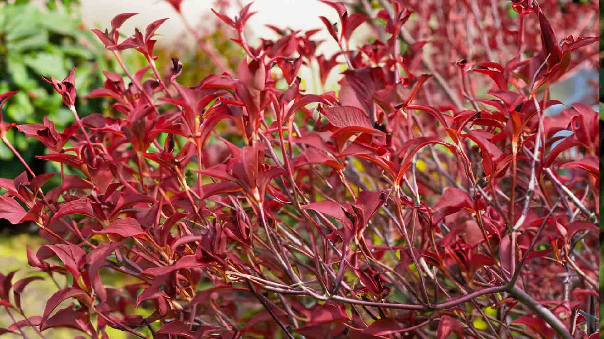 Red twig dogwood bush