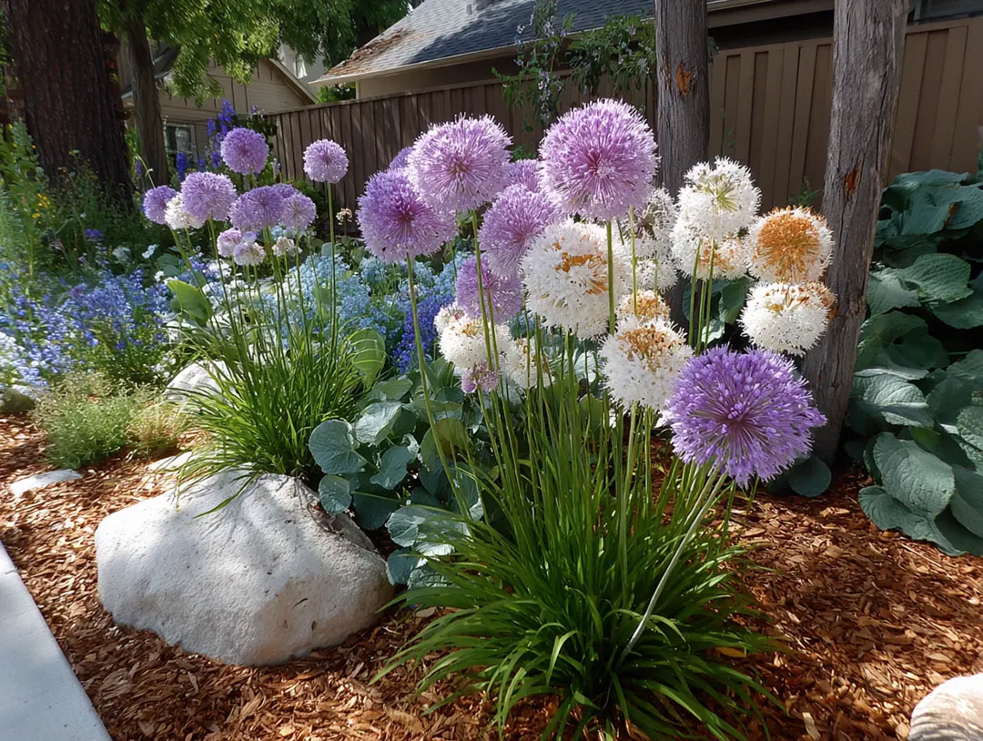 Purple allium globes in a garden