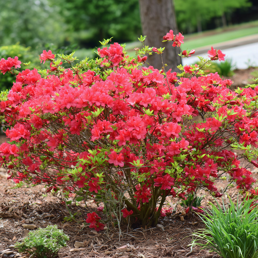 Pink azalea shrub in bloom