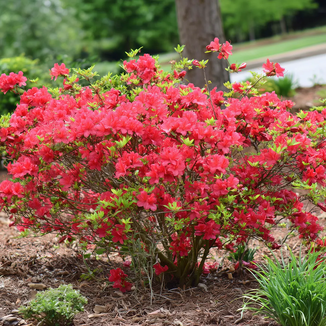Pink azalea shrub in bloom