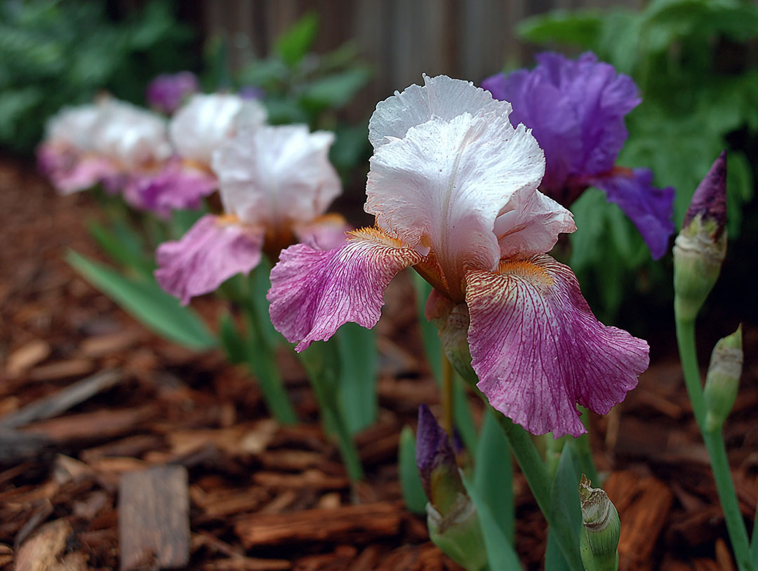 Purple bearded iris flowers