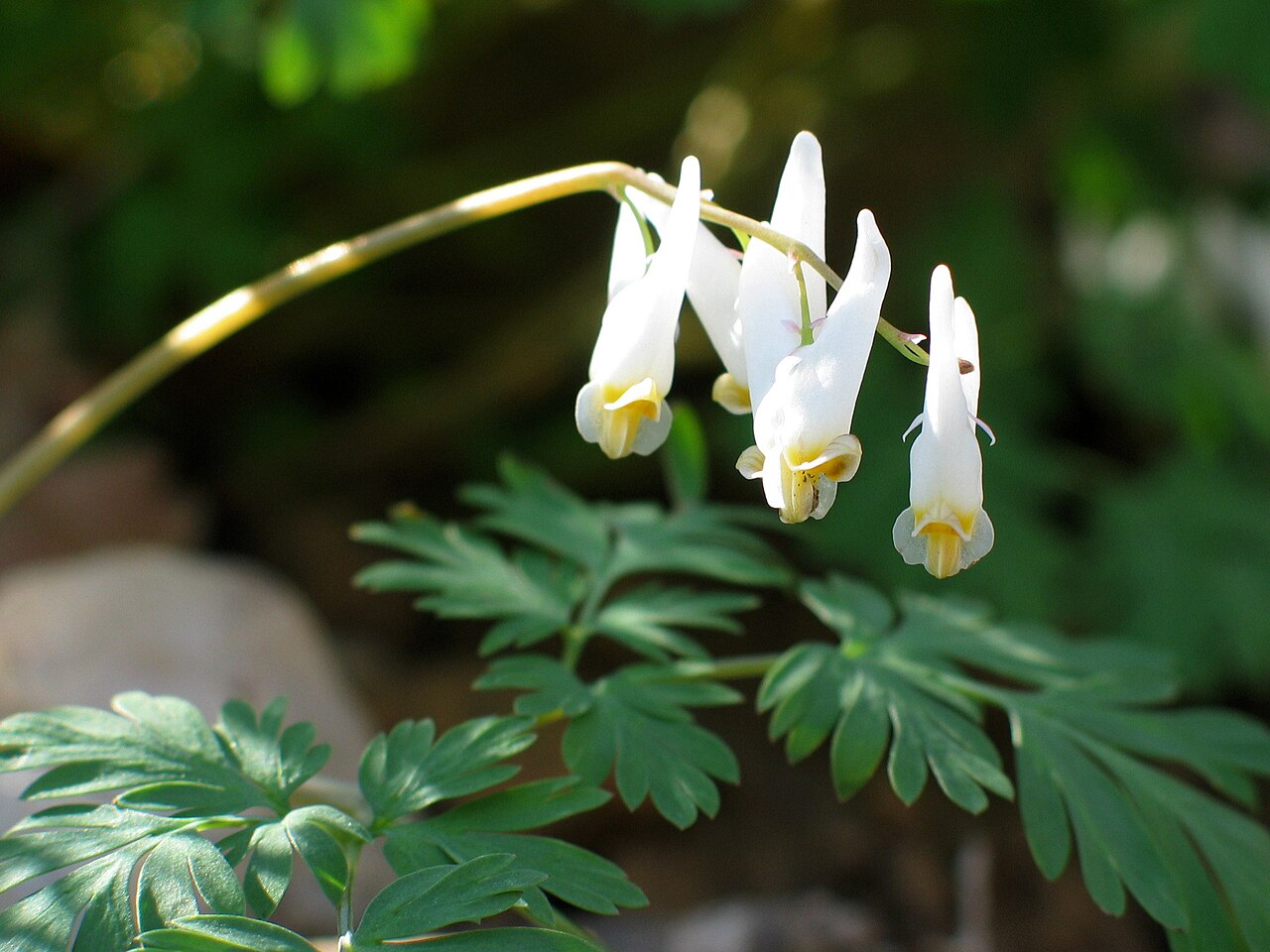 Pink bleeding heart flowers on arching stems