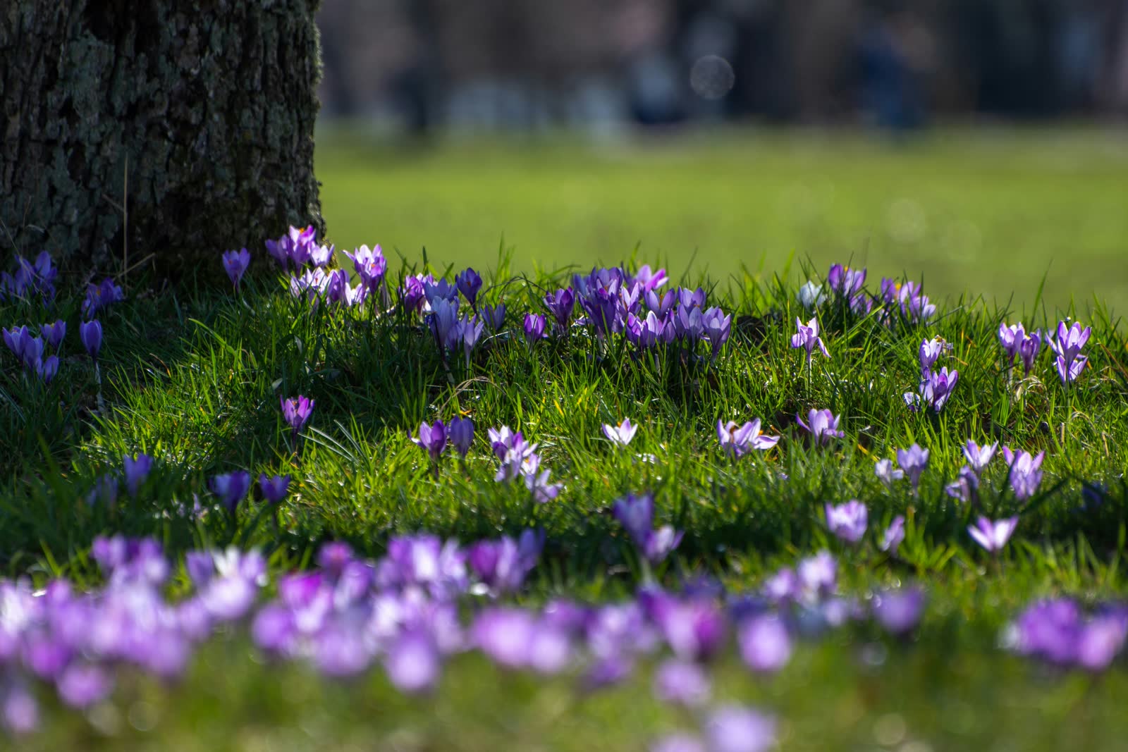 Purple and yellow crocus flowers emerging in early spring