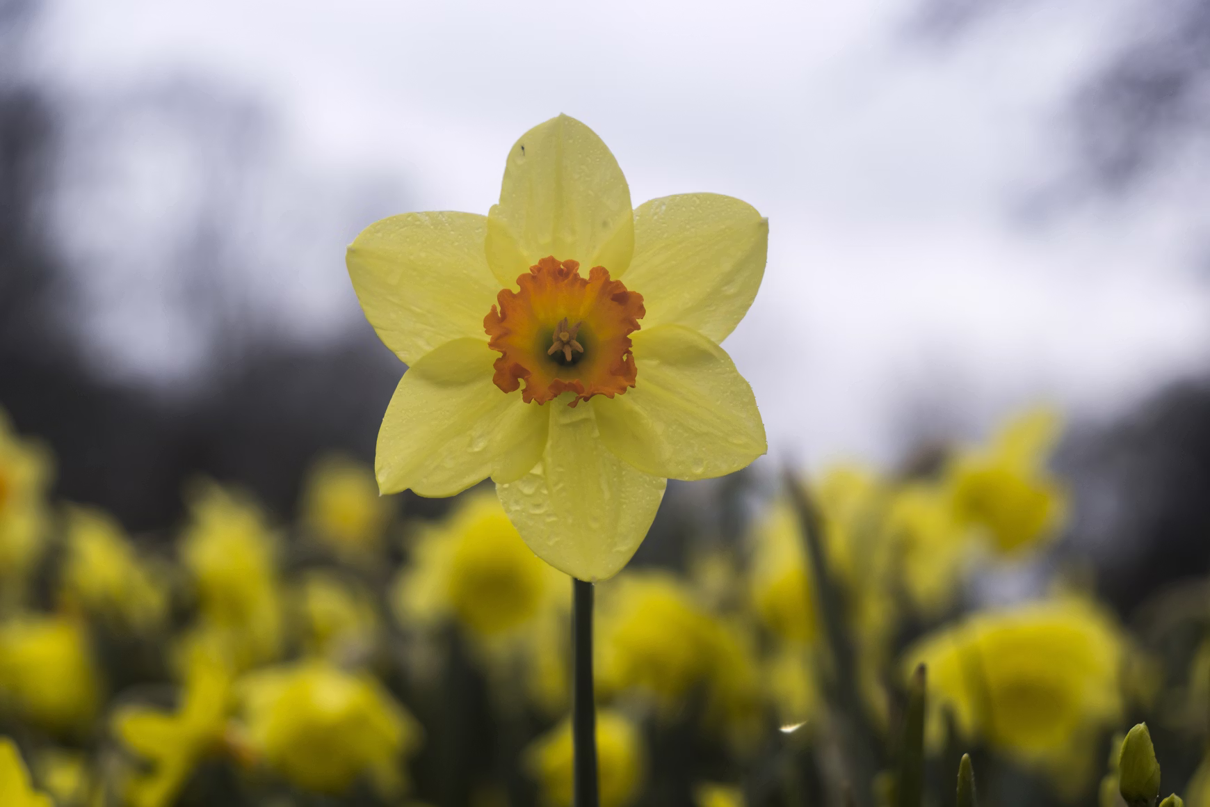Yellow daffodils blooming in spring