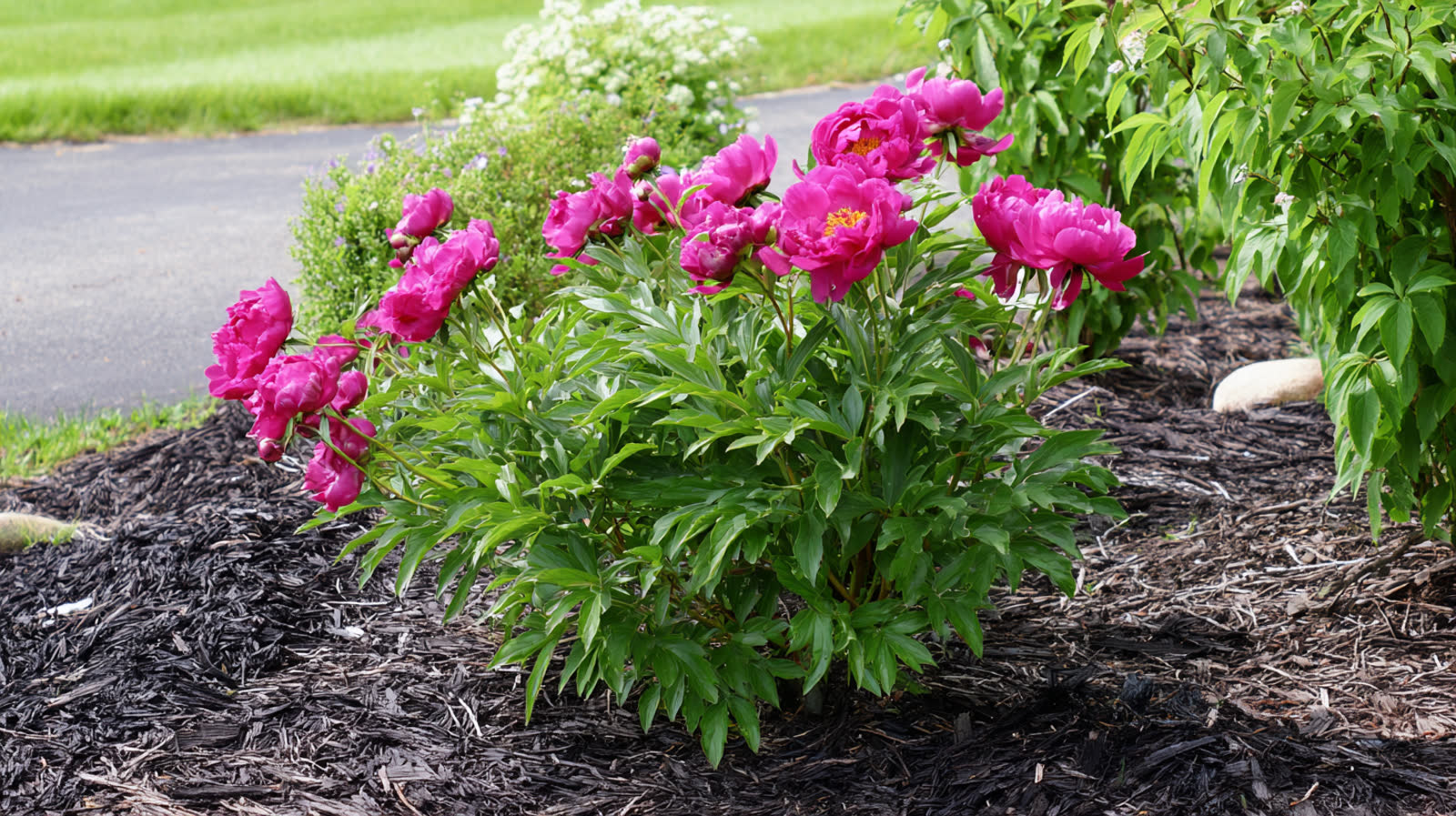 Lush pink peony blooms