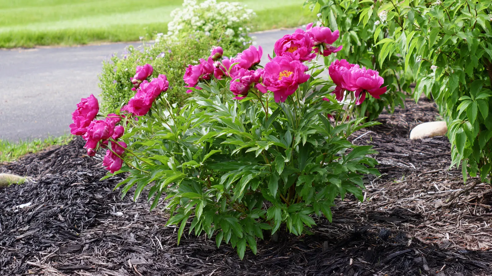 Lush pink peony blooms