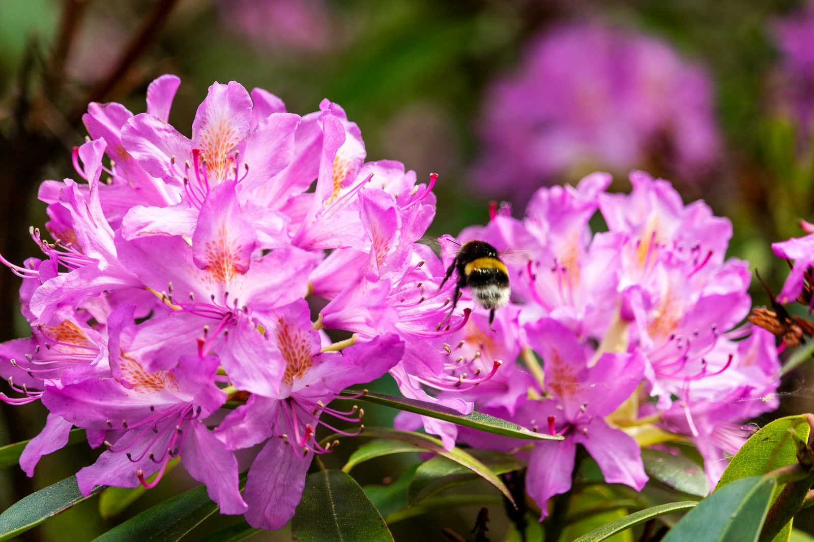 Rhododendron shrub with large flower clusters