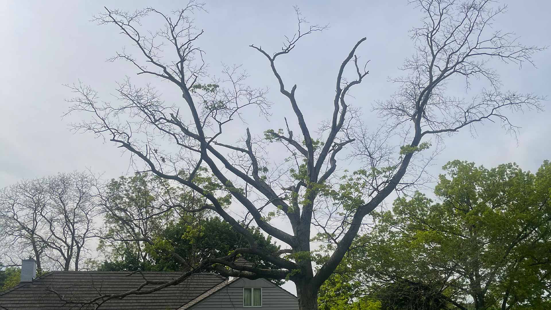 Trees that need cut back