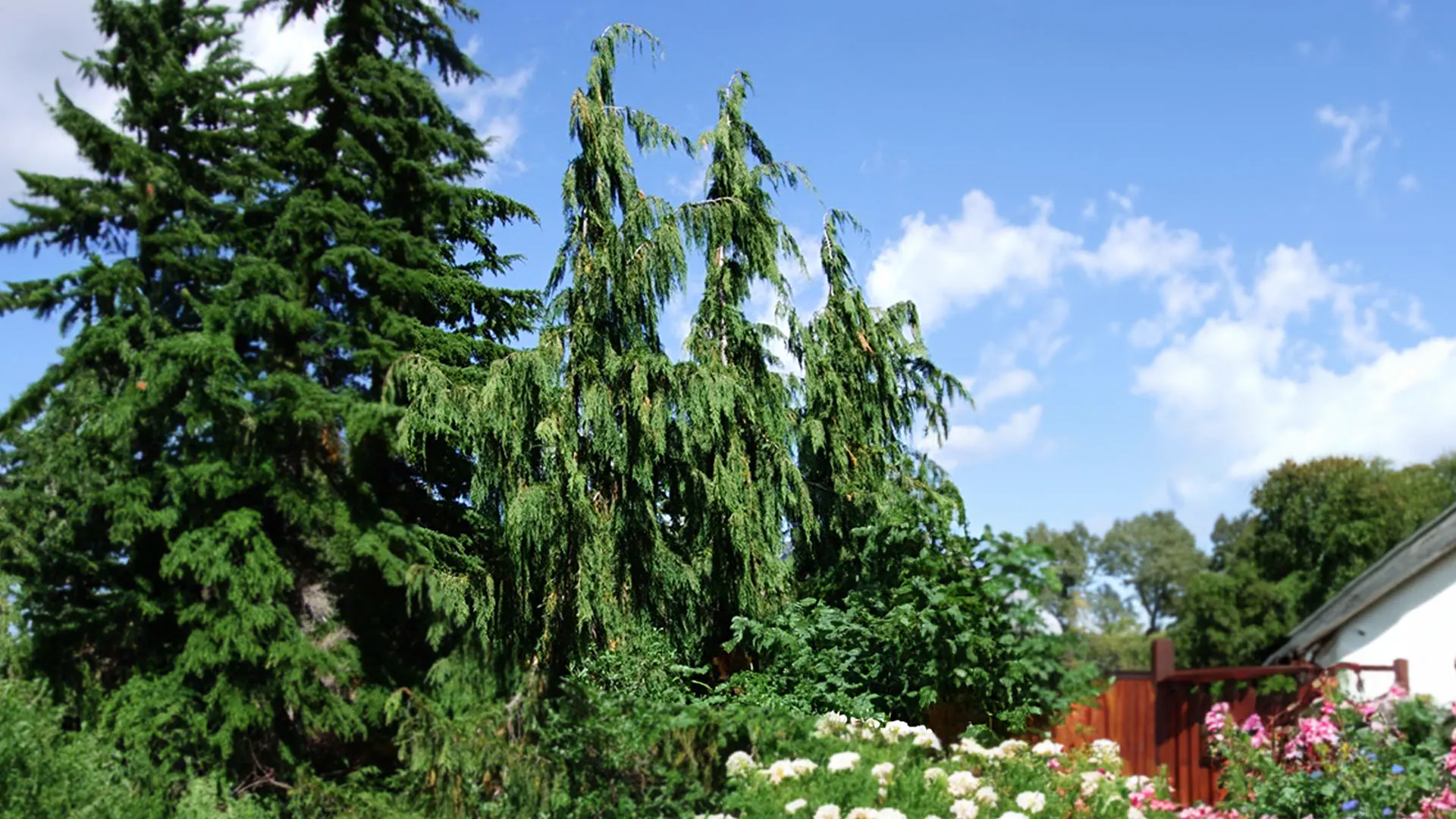 Weeping Alaskan Cedar