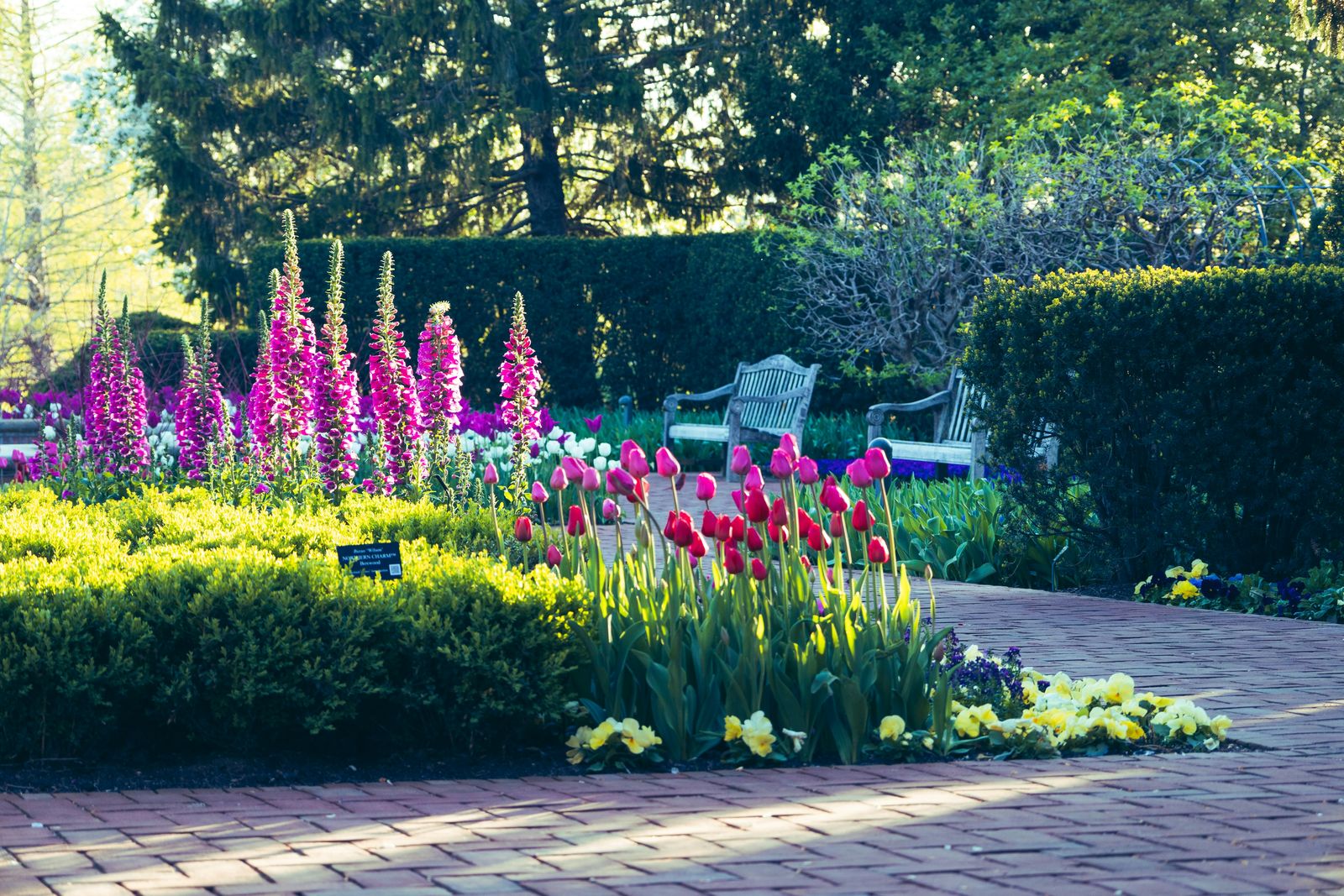 French cottage garden border with lavender, foxglove, tulips, and roses