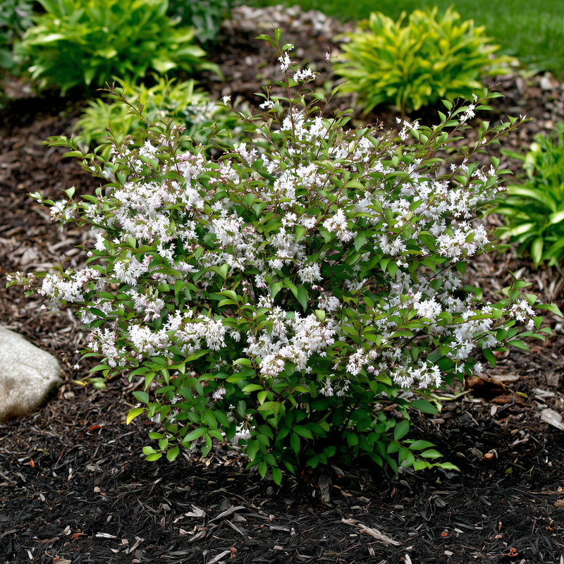 Deutzia shrub in bloom