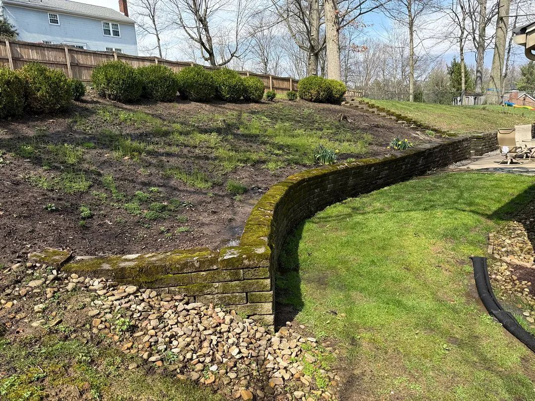 Before: the old curved backyard wall, mossy, with the hillside above it