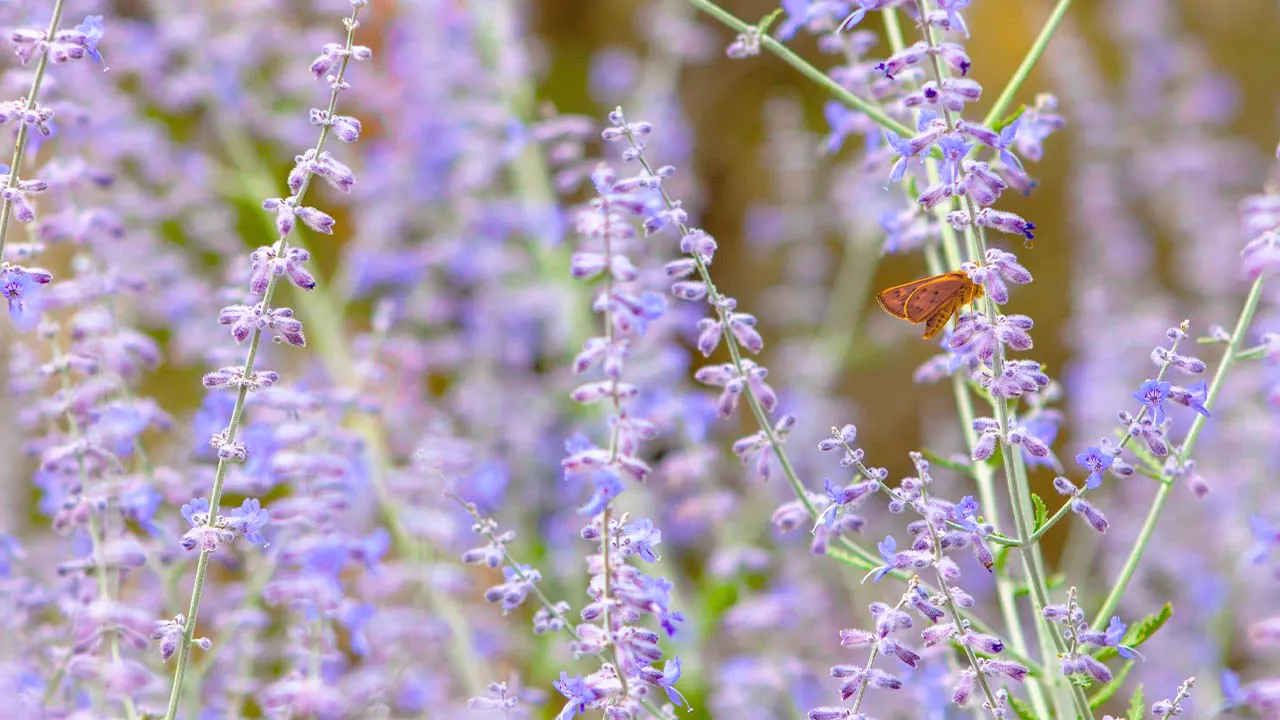 Russian sage in a Pittsburgh garden
