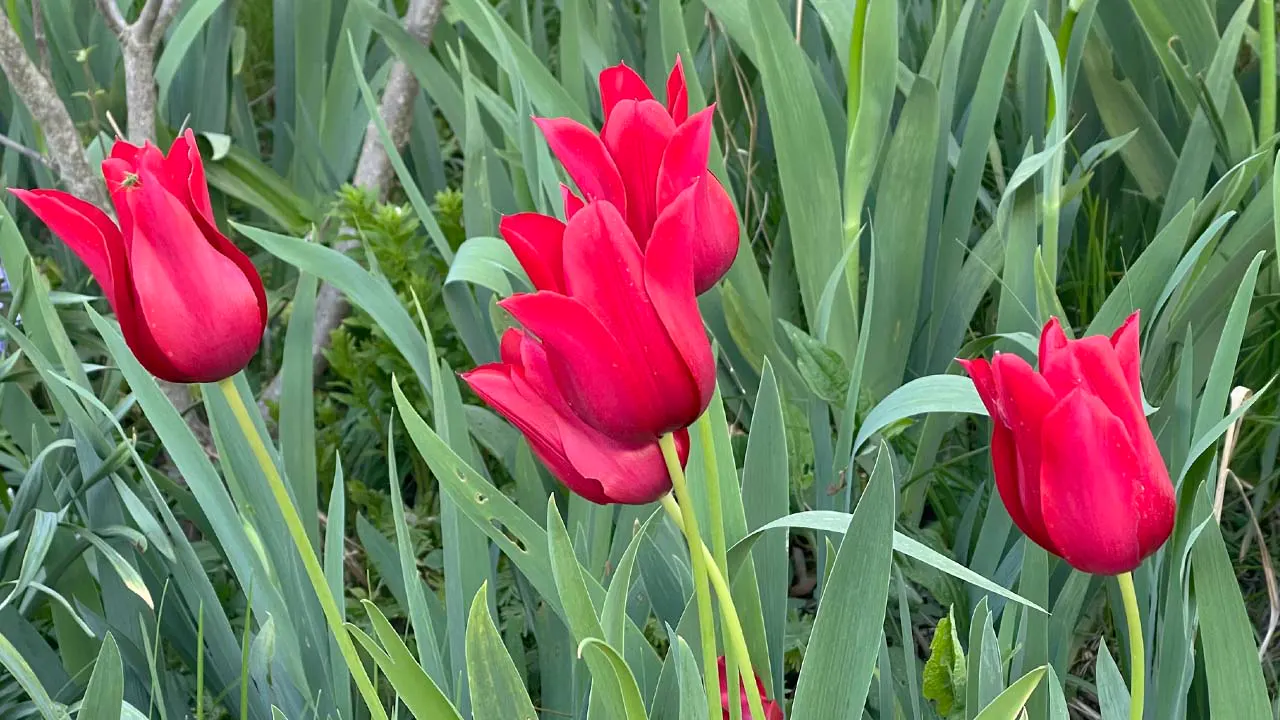 Spring flowers in a Pittsburgh garden